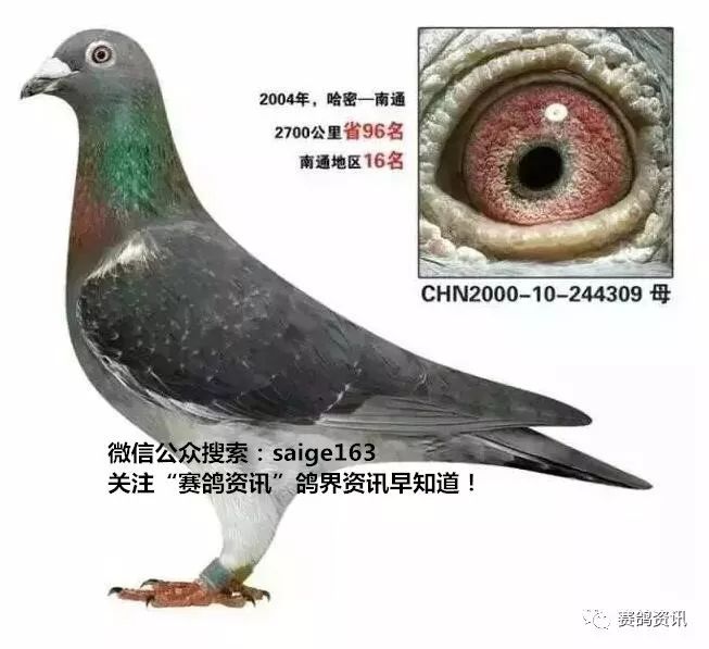 揭秘独家自制赛鸽比赛提速药秘诀，轻松赢在起跑线！