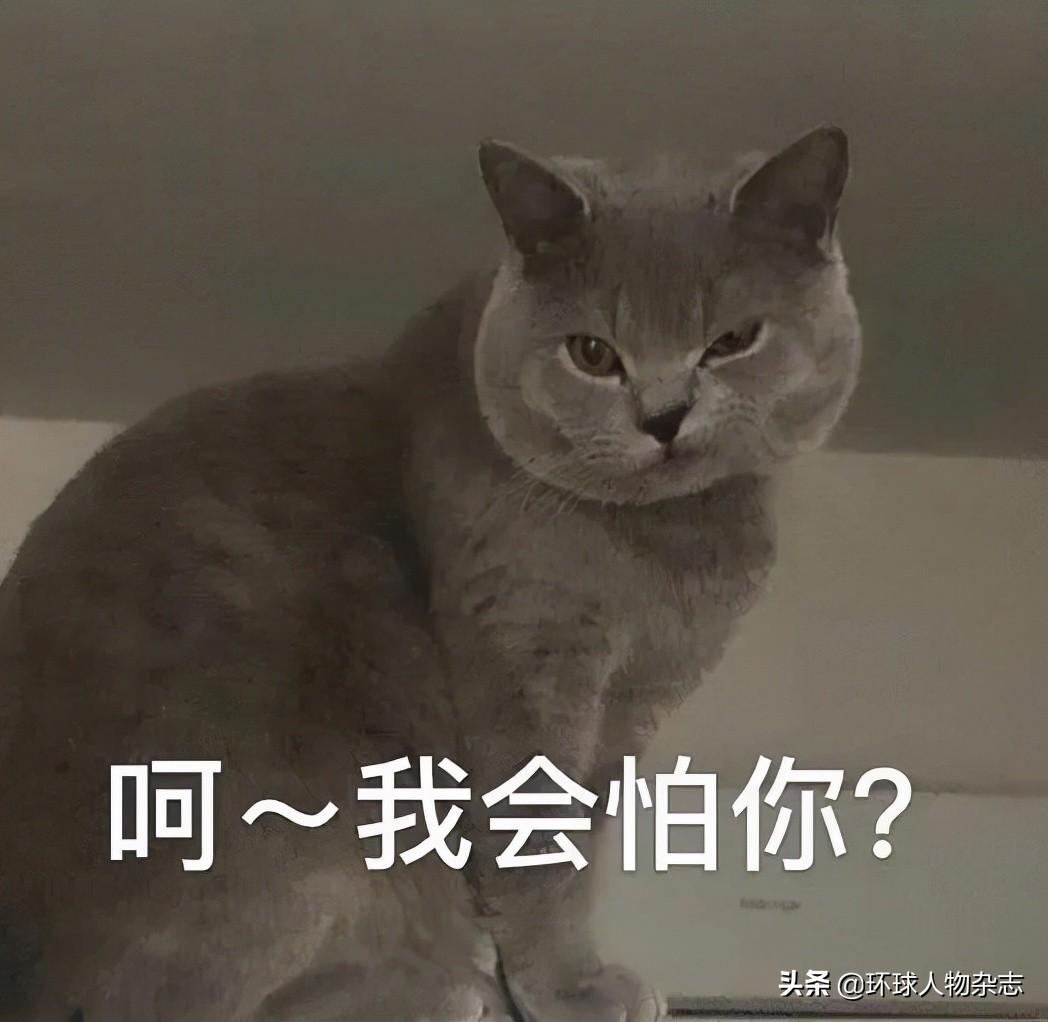 猫咪官网最新动态揭秘，探索猫咪世界的最新资讯与时尚潮流