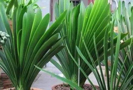 叶绿更新，植物生命力与科技融合的新篇章