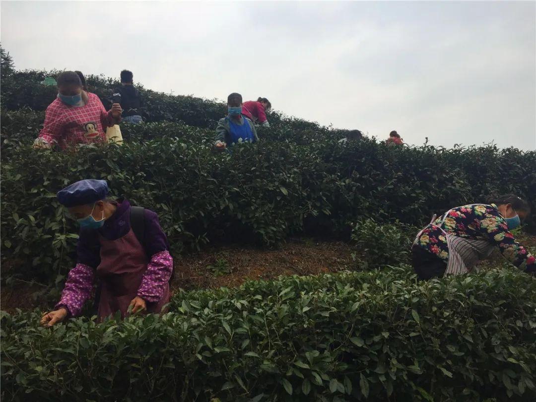 贞丰小屯镇动态资讯，探索自然美景，寻觅内心平和之旅
