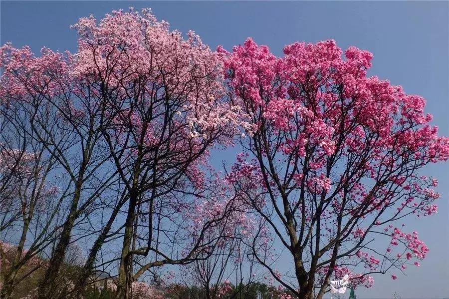 樱花行情，浪漫满溢的樱花季来临！