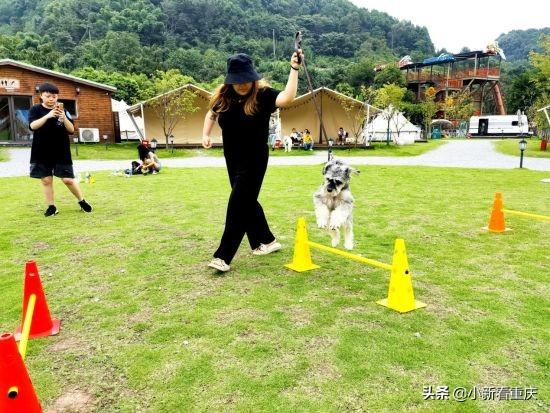 狗狗萌态新片段，小巷深处的萌宠乐园探秘
