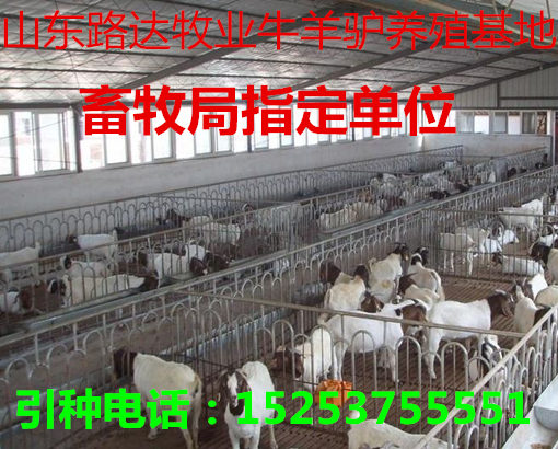 羊苗最新价格及温情小故事，友情与羊苗的牵绊