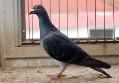 最新罗汉说鸽119期视频,揭秘小巷中的隐藏美食天堂