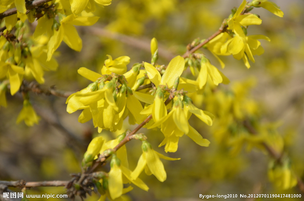 连翘最新收购价格及获取步骤指南